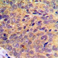 UBA7 Rabbit Polyclonal Antibody