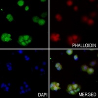 UBA7 Rabbit Polyclonal Antibody