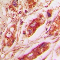 Vimentin Rabbit Polyclonal Antibody