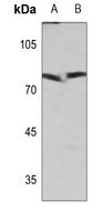 XRCC1 Rabbit Polyclonal Antibody