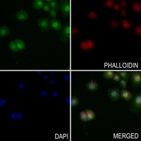 XRCC1 Rabbit Polyclonal Antibody
