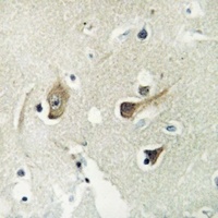 14-3-3 gamma Rabbit Polyclonal Antibody
