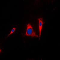 14-3-3 gamma Rabbit Polyclonal Antibody