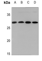 14-3-3 zeta (Phospho-S58) Rabbit Polyclonal Antibody