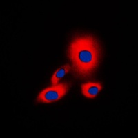14-3-3 zeta (Phospho-S58) Rabbit Polyclonal Antibody