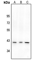 CD184 (Phospho-S339) Rabbit Polyclonal Antibody