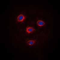 Frizzled 8 Rabbit Polyclonal Antibody