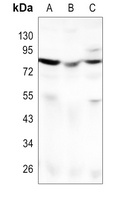 Frizzled 9 Rabbit Polyclonal Antibody