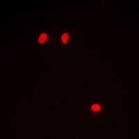Histone H3 (Phospho-S10) Rabbit Polyclonal Antibody
