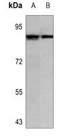 Cullin 3 Rabbit Polyclonal Antibody