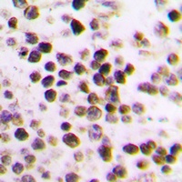 Cullin 3 Rabbit Polyclonal Antibody