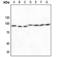 Cullin 1 Rabbit Polyclonal Antibody