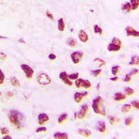 Cullin 1 Rabbit Polyclonal Antibody
