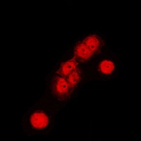 Cullin 1 Rabbit Polyclonal Antibody