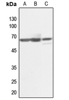 KLF11 Rabbit Polyclonal Antibody