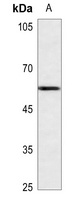 API5 Rabbit Polyclonal Antibody