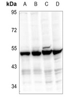 EIF3F Rabbit Polyclonal Antibody