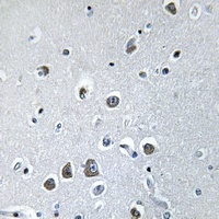 EIF3F Rabbit Polyclonal Antibody