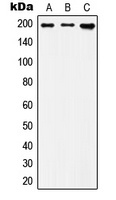 IQGAP1 Rabbit Polyclonal Antibody