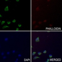 STAM2 (Phospho-Y192) Rabbit Polyclonal Antibody