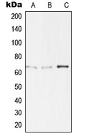 TBX15/18 Rabbit Polyclonal Antibody