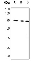 AIFM1 Rabbit Polyclonal Antibody