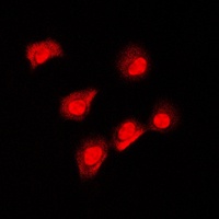AIFM1 Rabbit Polyclonal Antibody