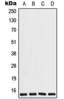 COX7A2L Rabbit Polyclonal Antibody
