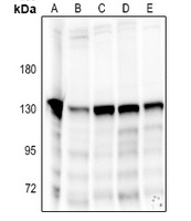 NOLC1 Rabbit Polyclonal Antibody