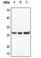 IL-32 Rabbit Polyclonal Antibody