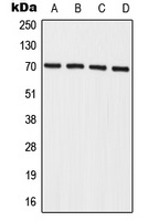 IL-27RA Rabbit Polyclonal Antibody