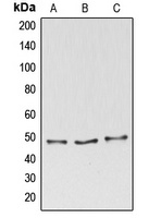 BAG4 Rabbit Polyclonal Antibody