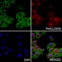 BAG4 Rabbit Polyclonal Antibody