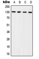 p130 Cas (Phospho-Y249) Rabbit Polyclonal Antibody