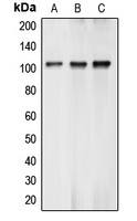 BCLAF1 Rabbit Polyclonal Antibody