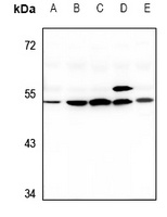 G3BP2 Rabbit Polyclonal Antibody