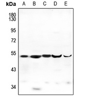 ENDOGL1 Rabbit Polyclonal Antibody