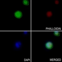 ENDOGL1 Rabbit Polyclonal Antibody