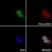 FGF19 Rabbit Polyclonal Antibody