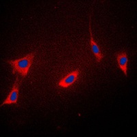 Cyclophilin F Rabbit Polyclonal Antibody