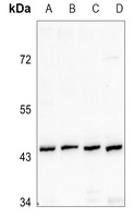 Renin Receptor Rabbit Polyclonal Antibody