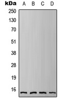 IFITM3 Rabbit Polyclonal Antibody