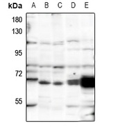 POLR3C Rabbit Polyclonal Antibody