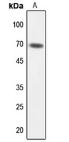 TAF6L Rabbit Polyclonal Antibody
