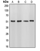 CUGBP1 Rabbit Polyclonal Antibody