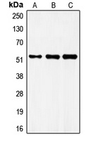 FRS3 Rabbit Polyclonal Antibody