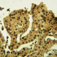 FRS3 Rabbit Polyclonal Antibody