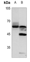 GPR75 Rabbit Polyclonal Antibody