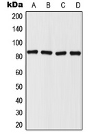 Mitofilin Rabbit Polyclonal Antibody