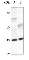 FOP Rabbit Polyclonal Antibody